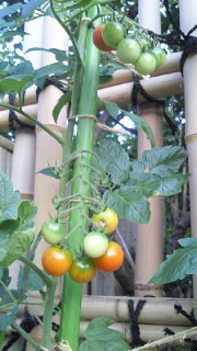 hori-tomato.jpg